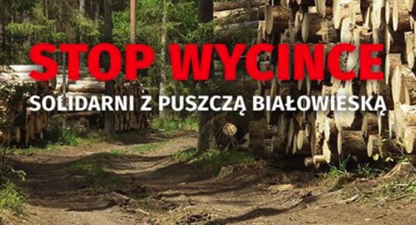 Torunianie mówią: stop wycince drzew! Przyjdź na wiec