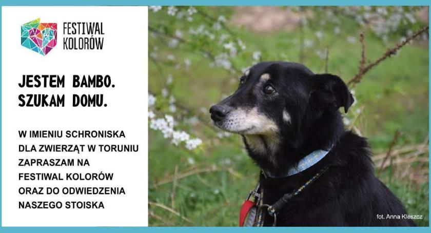 Przygarnij psa! Zobacz Miecia, Gonzo i inne zwierzaki z toruńskiego schroniska [FOTO]