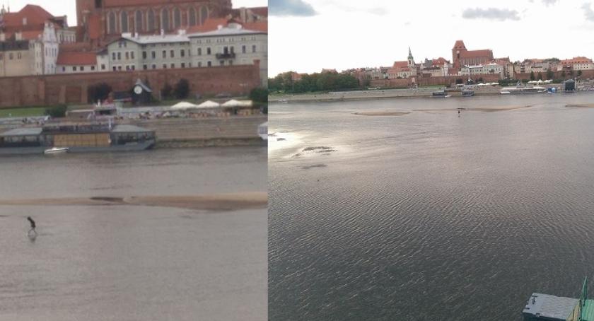 Torunianie spacerują po łachach na Wiśle. To duże ryzyko! Co na to policja? [FOTO]