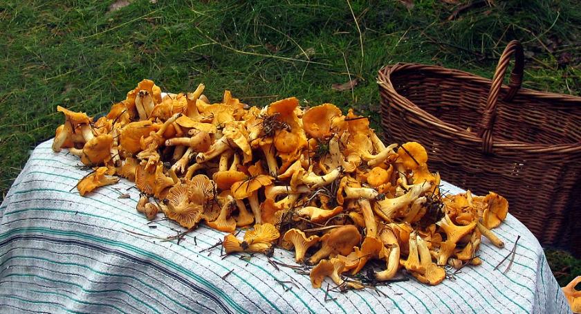 Uwaga grzybiarze! Wstęp do toruńskiego lasu jest wzbroniony!