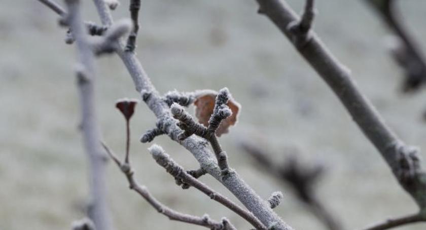 Uwaga, nadchodzą przymrozki! Kiedy temperatura będzie na minusie?