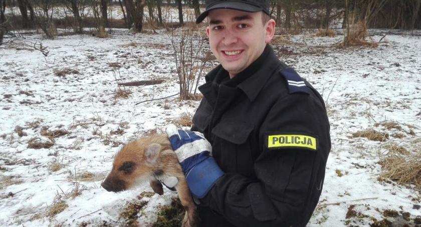 Policjant wyciągnął ze studni małego dzika. Zobacz to! [WIDEO]