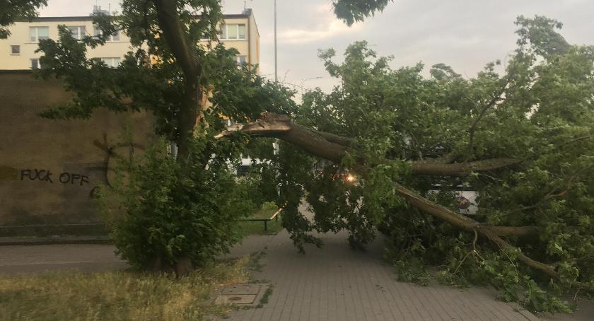 Silny wiatr przewraca drzewa w wielu miejscach w Toruniu [FOTO]