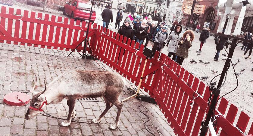 Renifer na Rynku Staromiejskim. Internauci oburzeni, jest odpowiedź organizatorów