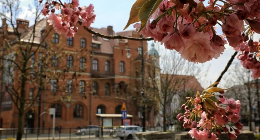 Zmiany w magistracie. Podział jednego z wydziałów Urzędu Miasta