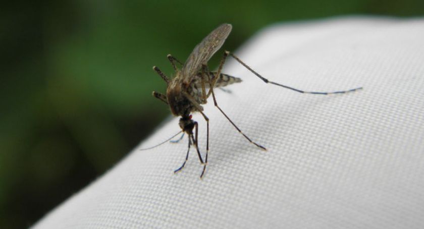 Atak komarów na Toruń. Czy miasto zamierza z nimi walczyć?