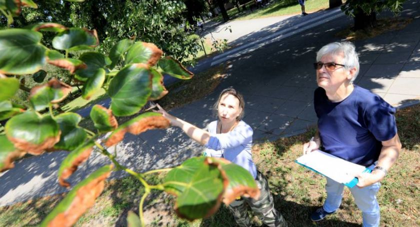 Znamy wyniki ekspertyzy dendrologów. Wiele drzew w centrum miasta zostanie uratowanych!