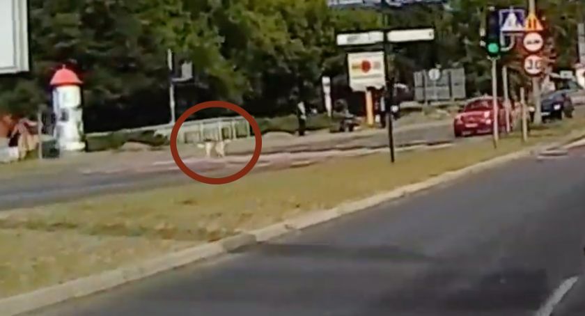 Pies spowodował kolizję drogową w Toruniu [WIDEO]