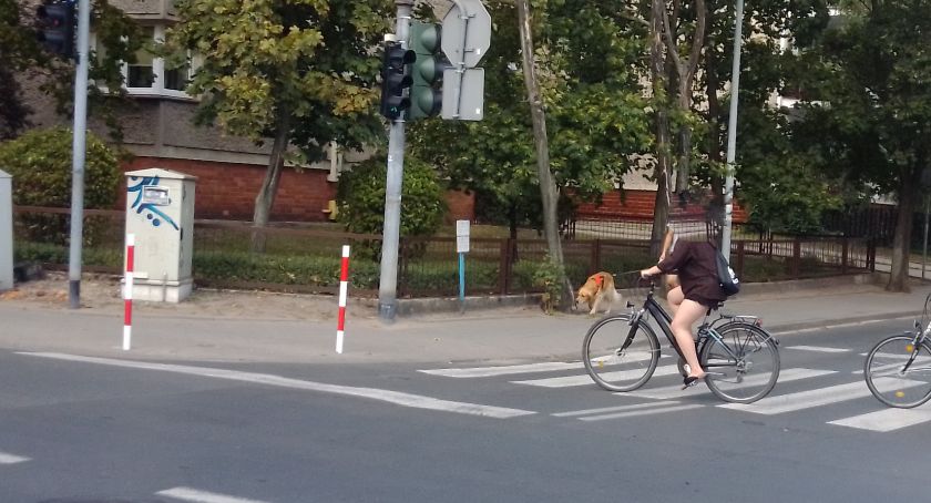 Dlaczego w Toruniu przepisy nie obowiązują wszystkich uczestników ruchu? [LIST]