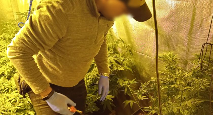 Kryminalni zlikwidowali nielegalną plantację marihuany pod Toruniem [FOTO]