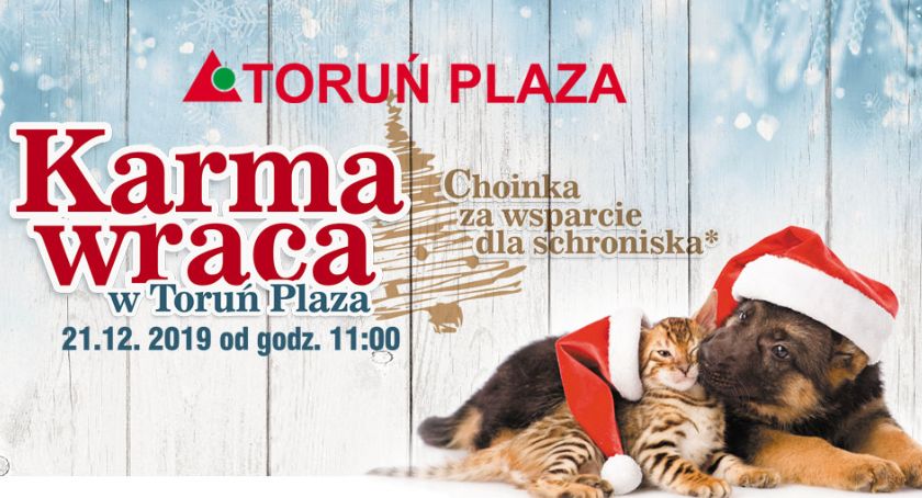 „Choinka za wsparcie dla schroniska”. Niezwykła akcja w Toruń Plaza
