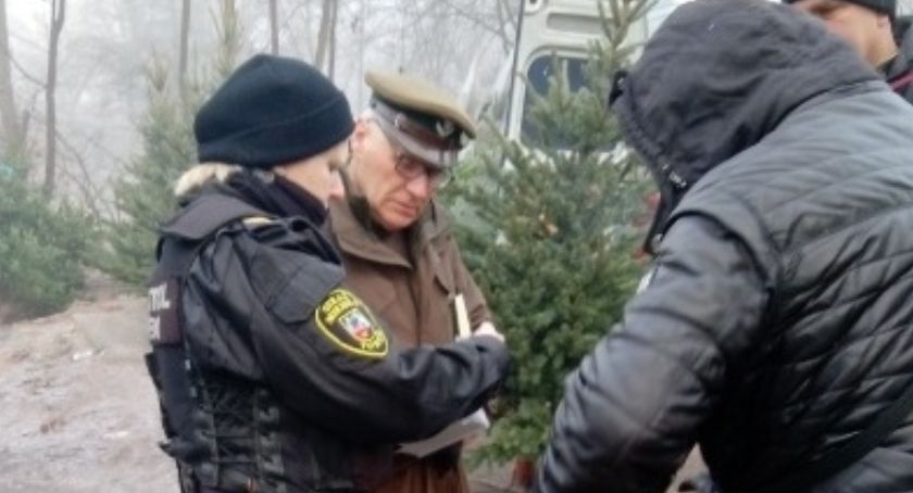 Sprzedaż świątecznych choinek w Toruniu. Na targowisku wykryto nieprawidłowości