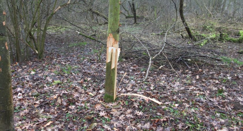 37-letni wandal zniszczył drzewa w Toruniu. Straty oszacowano na 10 tys. zł
