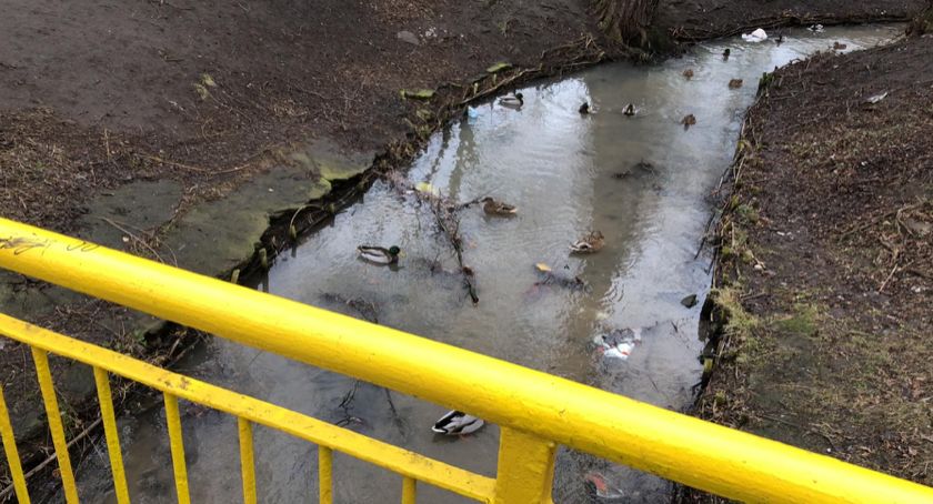 Uwaga! Struga Toruńska zanieczyszczona. Urzędnicy zdradzają przyczynę [FOTO]