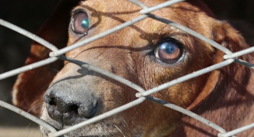 Uwaga! Bezlitosne pułapki na psy pojawiły się w toruńskim lesie