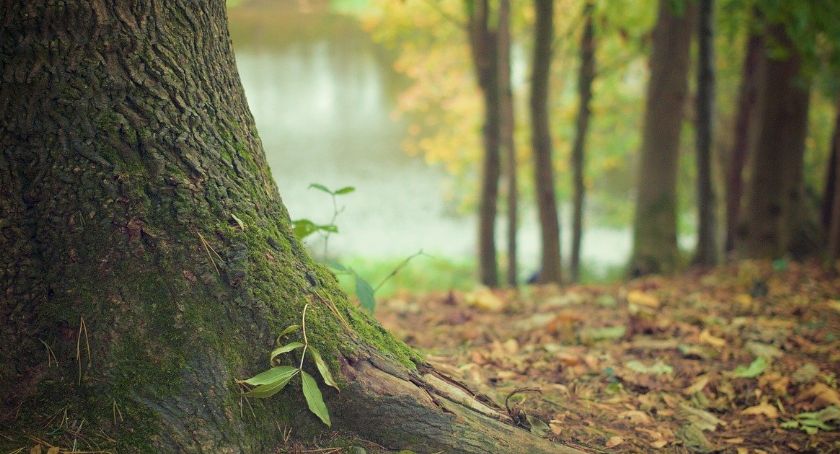 Lasy otwarte, ale jest poważne zagrożenie. Nadleśnictwo Toruń ostrzega
