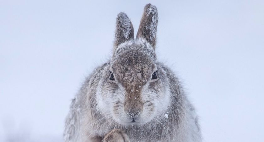 Wystawa Wildlife Photographer of the Year 2015 w Toruniu