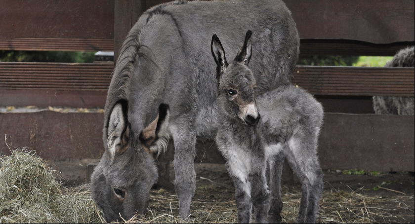 NOWY MIESZKANIEC ZOO
