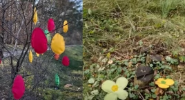 Słynne w Toruniu drzewko wycięte w pień. Kobieta nie…
