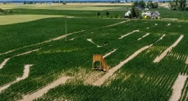 Pod Toruniem powstał labirynt w polu kukurydzy. Znam&hellip;