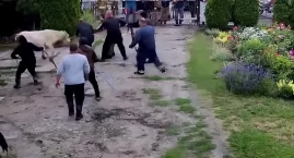 Chwile grozy na gospodarstwie pod Toruniem. Byk wtargnął na posesję