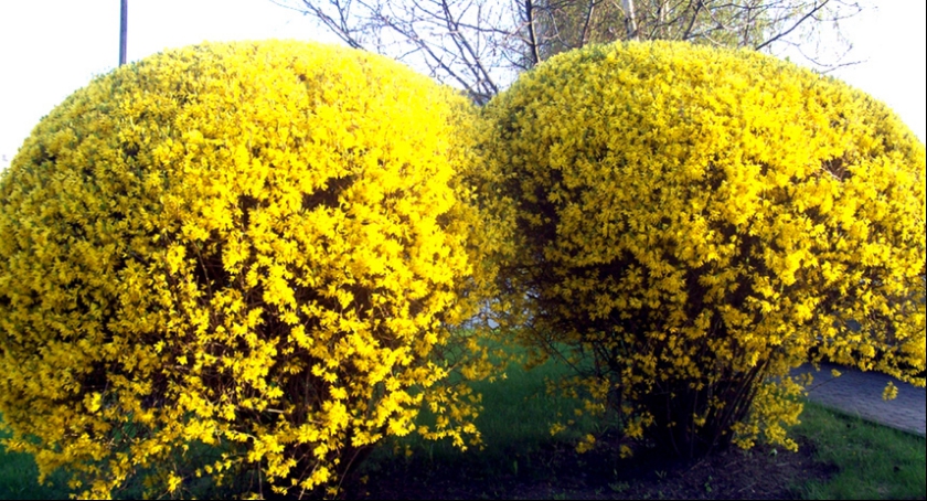 Marzec w ogrodzie