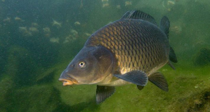 Sekrety skutecznego nęcenia