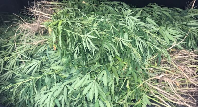 Zlikwidowali nielegalną plantację