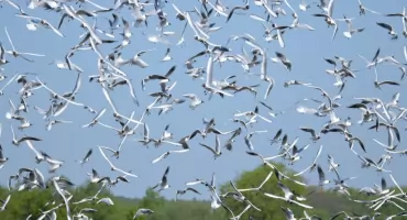 Przyrowa-Mościska – kraina ptasich wysp i malowniczych panoram