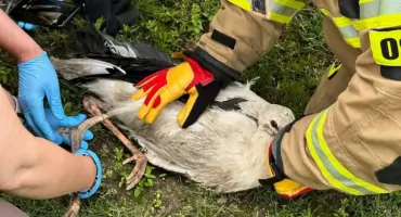 Pułapka w gnieździe. Zobacz, z czym musieli zmierzyć się strażacy [FOTO]