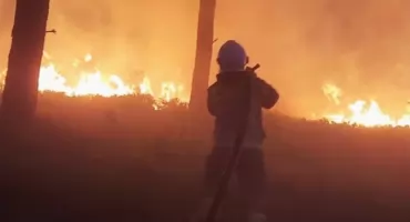 Lasy jak zapałki