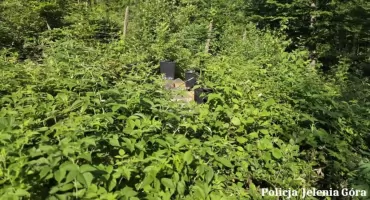 Nielegalna plantacja konopi zlikwidowana w Kowarach. 40-latkowi grozi do 8 lat więzienia