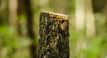 Rząd Tuska działa na szkodę Lasów Państwowych?