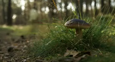 ChodźMY na grzyby. Wspólne grzybobranie na Kujawach i Pomorzu