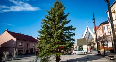 MZDiM poszukuje choinki na rynek