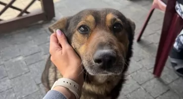 1 lipca – Dzień Psa, przy okazji o tym, co pies robi z człowiekiem