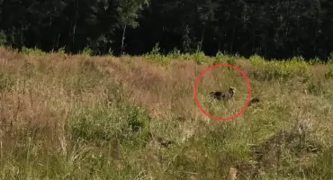 Wilki w Jaworznie. Mieszkaniec natknął się na nie w Ciężkowicach