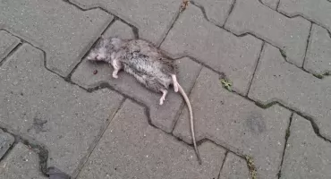 Gryzonie na osiedlu - interwencja mieszkańców w Starachowicach