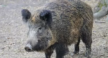 POWIAT KONECKI. Odstrzał sanitarny dzików - walka z rozprzestrzenianiem afrykańskiego pomoru świń