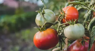 Sekrety uprawy pomidorów z nasion: Od wyboru idealnej odmiany po produkcję zdrowej, silnej rozsady