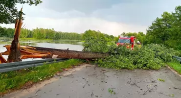 Nawałnica w Koliszowach. Przyszedł czas na sprzątanie. Gmina posprząta, ale tylko tereny gminne