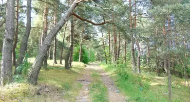 Poszedł na grzyby i zgubił się w lesie