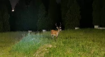 Rykowisko w Karkonoszach