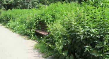  Park Zasława Malickiego tonie w pokrzywach  