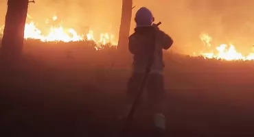 Lasy jak zapałki