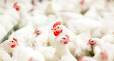 Jak jakość wody wpływa na zdrowie i wyniki produkcyjne drobiu?
