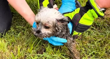 Poruszająca akcja strażaków z Mysłowic - uratowali pieska z szamba