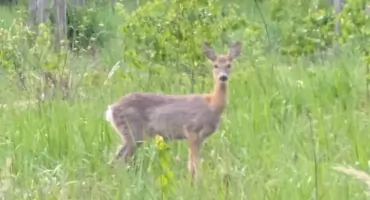 Sarna weszła na posesję przy ulicy Bugaj. Strażacy poczekali do wieczora, żeby jej pomóc