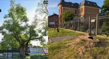 Dendrolog Ernest Rudnicki: - Miasto straciło jedno z najwartościowszych drzew. Ktoś je podpalił