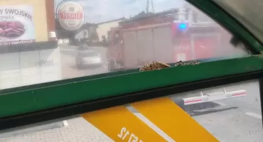 Założyły gniazdo na… przystanku autobusowym. Dyżurny straży do akcji wysłał jeden zastęp